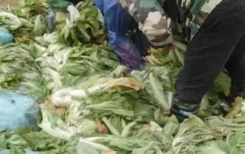 央视爆料老坛酸菜过程视频,老坛酸菜制作过程大揭秘 第2张 央视爆料老坛酸菜过程视频,老坛酸菜制作过程大揭秘 第2张